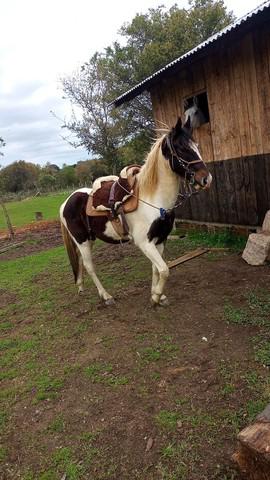 Vendo pánpa. marchador cavalo bom de tamanho