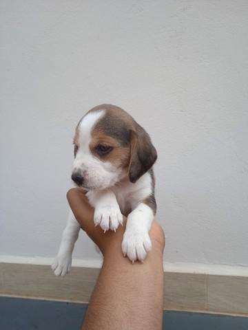 Beagle