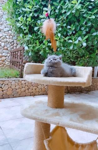 British shorthair filhotes machos