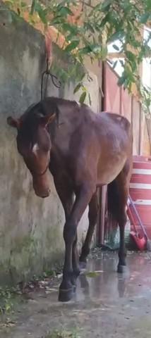 Cavalo, 2 anos.