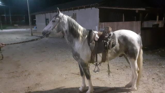 Cavalo Mangalarga Marchador. Registrado. Pampa de Tordilho