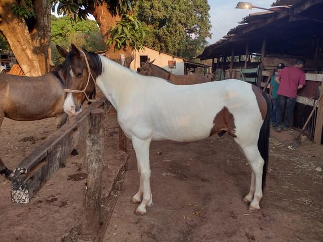 Cavalo mangalarga pampa