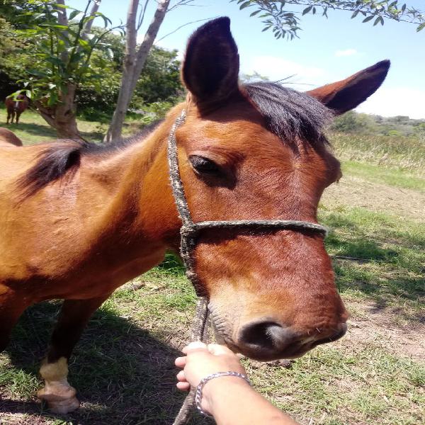 Cavalo bom troco ou vendo!