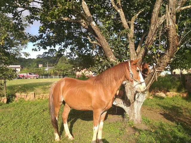 Cavalo marchador