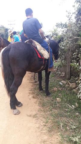 Cavalo para montaria e charrete por biz