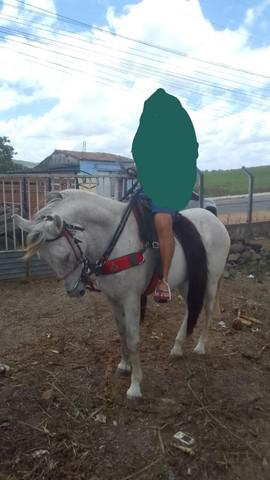 Cavalo para trabalho e passeio