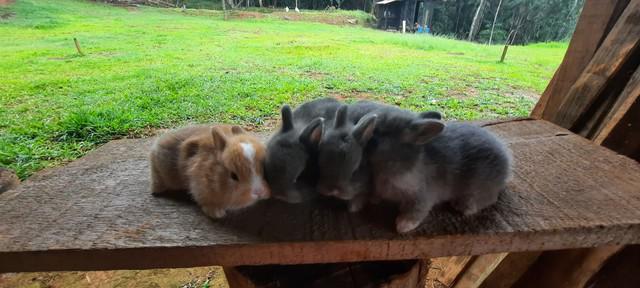 Coelhos filhotes (mini neterland o anãozinho).