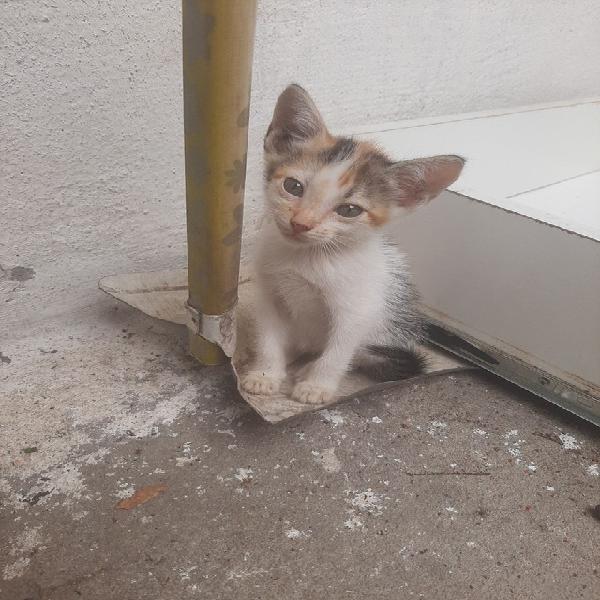 Doação gatos recife