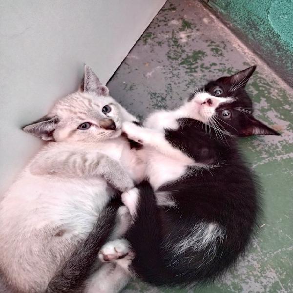 Gatinhos