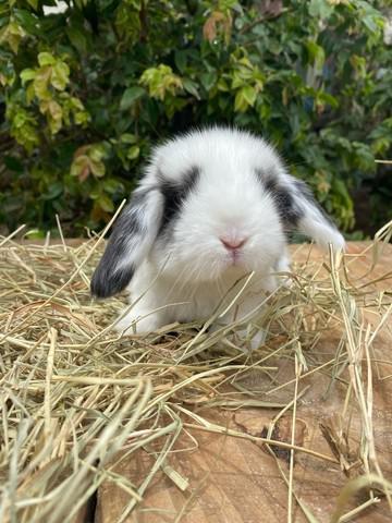 Mini Lop Origem Uruguaios