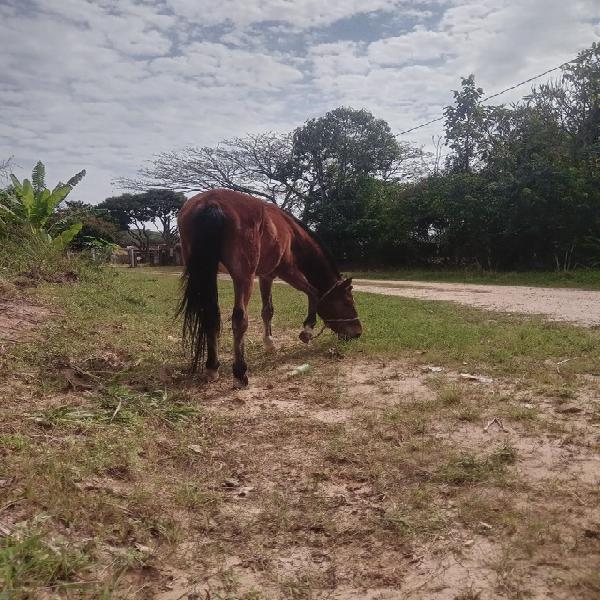 Potra mestiça argentina(pai importado)