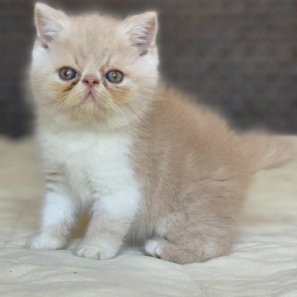 Show de Gato Persa Macho Bicolor Exotico Pelo Curto