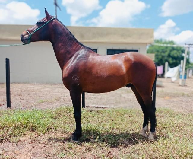 Vendo cavalo mangalarga filho do elfo do porto azul