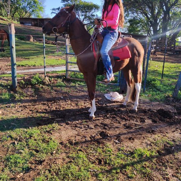 cavalo paint horse