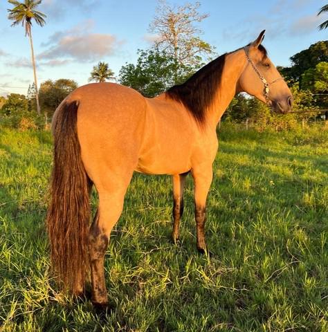 Cavalo baio de marcha picado