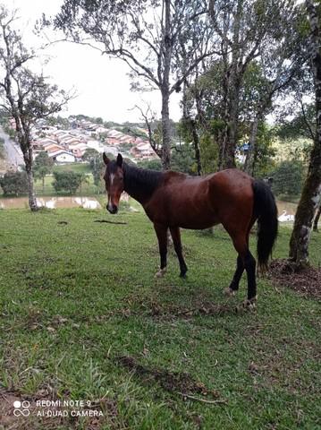 Cavalo marchador