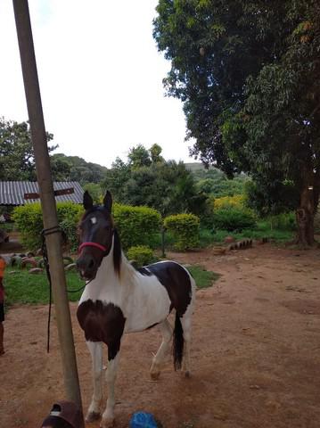 Cavalo pampa de castanho