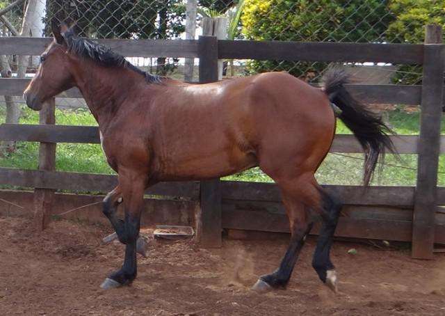 Cavalo quarto de milha