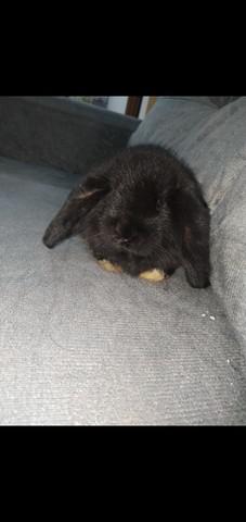 Coelho mini lop