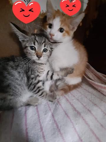 Doação gatinho machos é gatinhas fêmeas!!