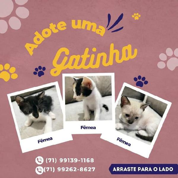 Gatinhas