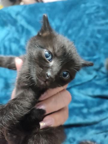 Gatinhas doação