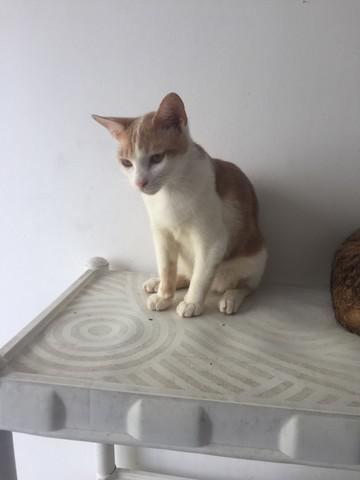 Gato Filhote para adoção responsável