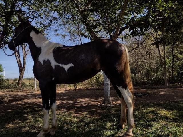 Potra Preta Pampa Campolina Registrada