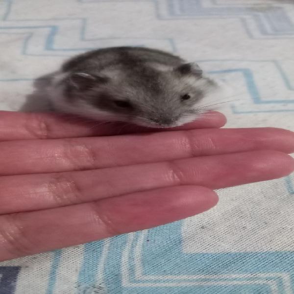 Vendo hamster anão russo