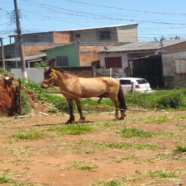 Vendo ou troco por outro do meu agrado