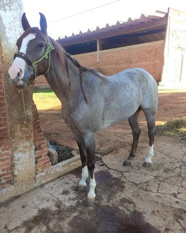 Gua quarto de milha pronta no laço pé e cabeça