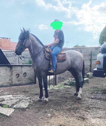 Cavalo crioulo cuiudo comfirmado