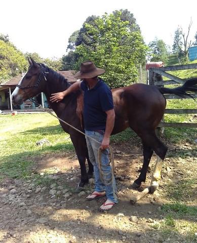 Cavalo domado super manso