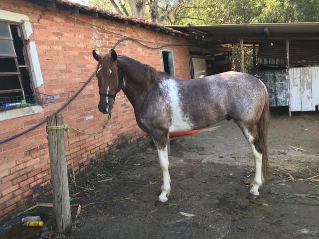 Cavalo manga larga paulista