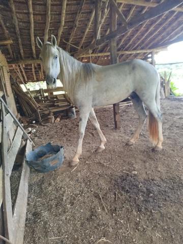 Cavalo mangalarga garanhão registrado macha picada