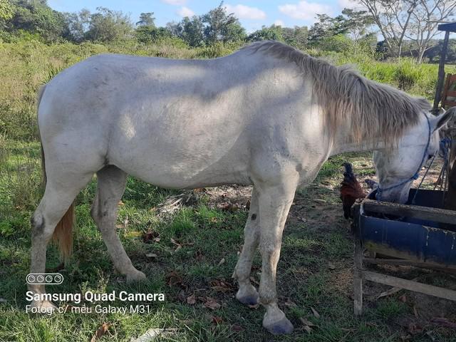 Cavalo mestiço a venda ou troca