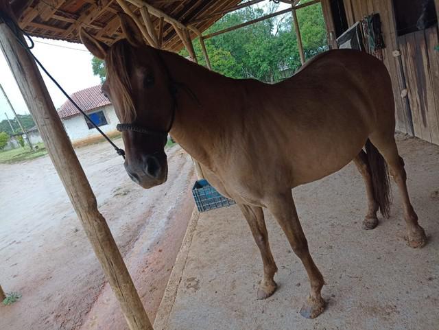 Egua crioula mansa e graúda maquina no laço