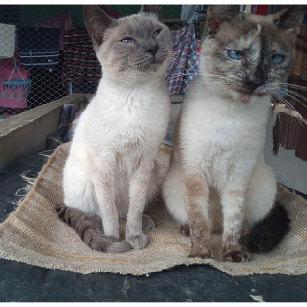 Gatinhos Castrados. Doação