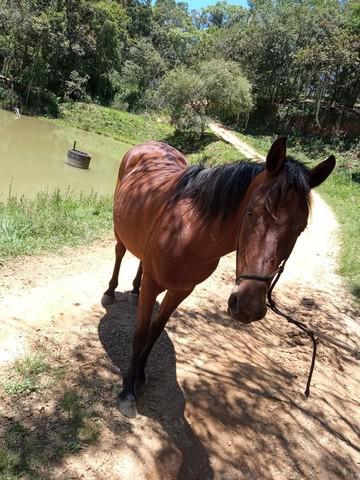 Linda égua, aceito trocas