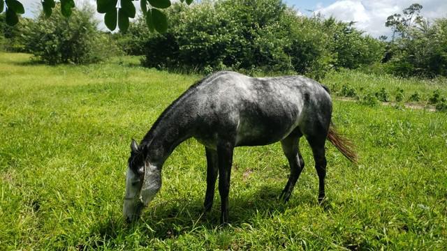 Potro paint horse