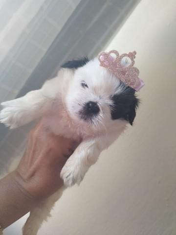 Vendo filhotes de shih tzu