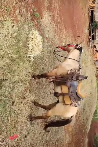 Vendo cavalo baio