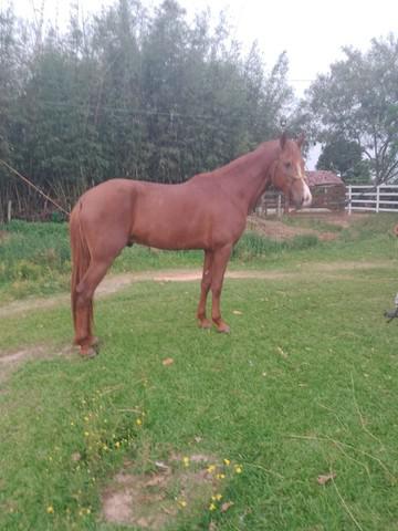 Cavalo Garanhão Mangalarga Mineiro Marchador - Super