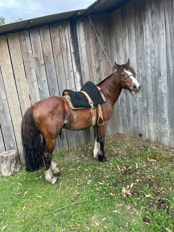 Cavalo crioulo bragado