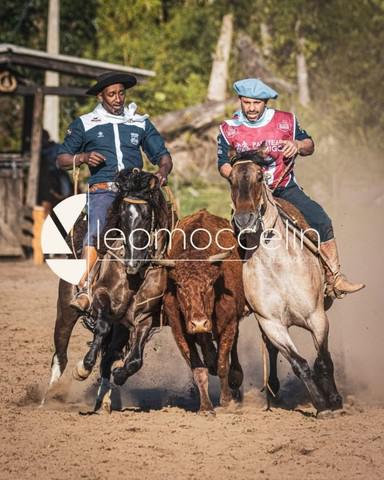 Cavalo lobuno inteiro e confirmado...