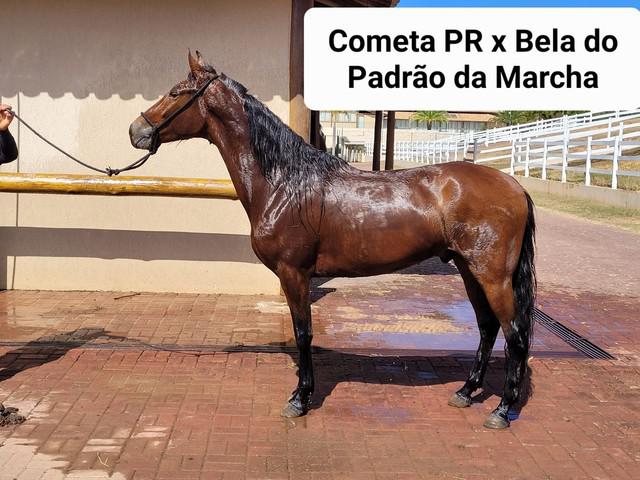 Cavalo recem domado mangalarga marchador registrado