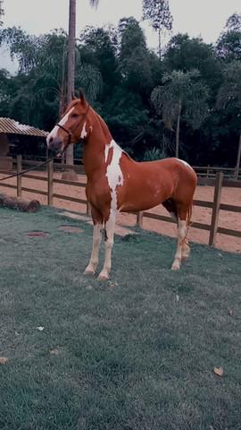 Cavalos manga larga machador