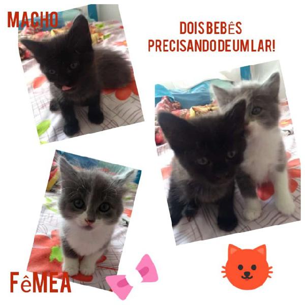 Dois gatinhos para adoção