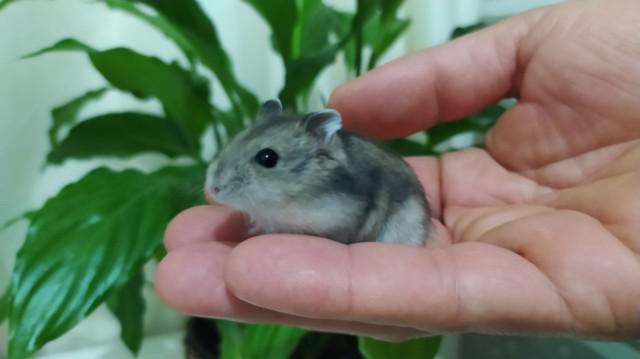 Filhotes de Hamster Anão Russo Branco e Dourado.