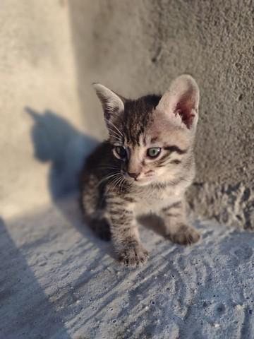 Gatinho Filhote Doação Responsável